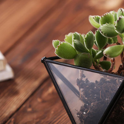 Supporto geometrico da tavolo della pianta di aria del mini metallo, supporto di vetro della pianta di aria della decorazione di Himmeli fornitore